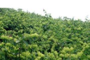 金银花种植间距（打造高产高效的金银花种植模式）