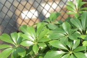 鸭脚木的生长环境与特点（探索鸭脚木所需的适宜生长环境）
