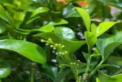 臭鸡蛋的神奇用途（浇花利器，生活百宝箱）