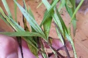白及种子种植全攻略（从选种到收成，让您轻松打造白及丰收田园）