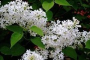 探寻丁香花的花语（解读丁香花的寓意与象征）