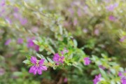满天星四季开花，花园永不凋零（探秘满天星的品种、生长特点和栽培技巧）