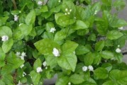 茶叶水能否浇菜？——科学解析（探究茶叶水对植物的影响及合理使用方法）