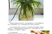 各种吊兰移栽技巧（轻松掌握吊兰的移栽方法，让家中绿意盎然）