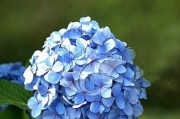被救赎的花语——紫罗兰（探寻紫罗兰的花语与故事，感受救赎之美）