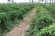 淮山的种植技术与栽培要点（掌握淮山种植技术，助力高产丰收）