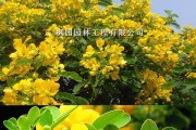 探秘黄金槐开花的美丽时刻（探秘黄金槐开花的美丽时刻）