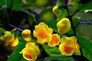 茶花种植盆深还是浅？这是个问题！（深盆VS浅盆——你该如何选择？）