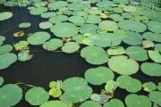 浮萍的繁殖方式与繁殖周期（探究浮萍的繁殖方法和季节，细说浮萍的生命周期）