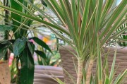 探秘神秘的龙血树（从植物类型到栽种养护，一文了解龙血树）