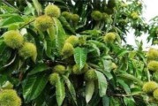 板栗的生长周期是多长时间？（探究板栗从种植到收获的整个过程）