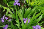以雨露花怎么浇水（掌握正确的浇水技巧，让雨露花茁壮成长）