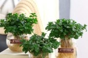 驱蚊草可否水养？