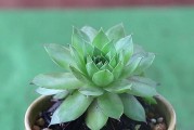 观音莲的养护与繁殖技巧（打造盛开如诗的观音莲花海）