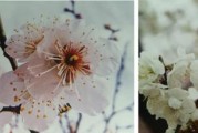 梅花树果实是否实现？（探讨梅花树结果实现的可能性和方法）