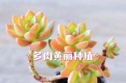 多肉黄丽掉叶子的原因及处理方法（让你的多肉黄丽摆脱掉叶子困扰）