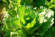 白菜种子的种植方法（从选种到收获，详解白菜种子的全过程）