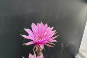 如何挽救即将枯萎的花朵（以花要烂根，如何拯救花朵的生命）