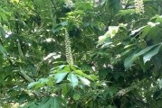 大树是植物吗？（解析大树的分类和特征）