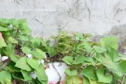 红薯种子的来源和繁殖方式（探究红薯种子的产生和繁衍方式，揭秘种子背后的故事）
