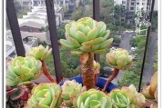 多肉的神秘力量（解析多肉植物的象征意义和风水禁忌）
