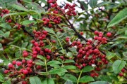花椒籽能不能种？如何种花椒树？（花椒树的生长条件、种子选取、种植方法、施肥浇水、病虫害防治）
