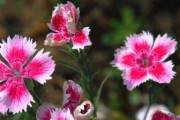 探究报春花的花语及象征（探究报春花的花语及象征）