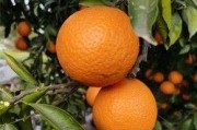 青见柑橘的成熟时期与掌握方法（青见柑橘的果实发育过程、成熟时期、外部特征及采摘要点）