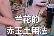 兰花的种植技巧（打造美丽的兰花花园）