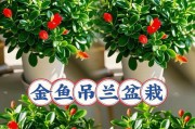 以金鱼吊兰水培的技巧与方法（打造室内小清新的绿色植物，金鱼吊兰水培指南）