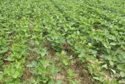 大豆黄叶病的治疗方法（药物治疗效果好，防治措施更佳）